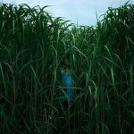 in the tall grass horror film cover