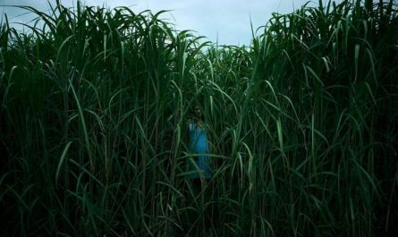 in the tall grass horror film cover